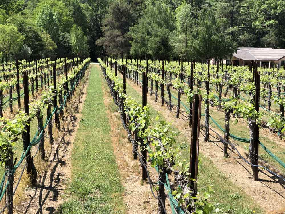 April 2020 in Kobra Vineyard