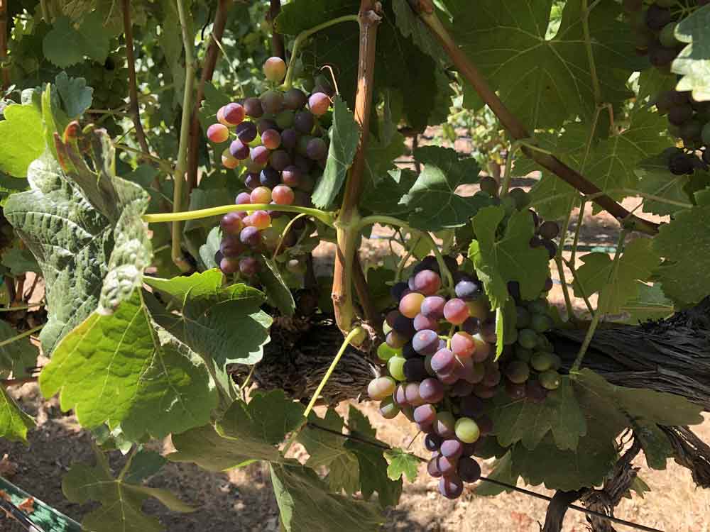 August 2020 in Kobra Vineyard