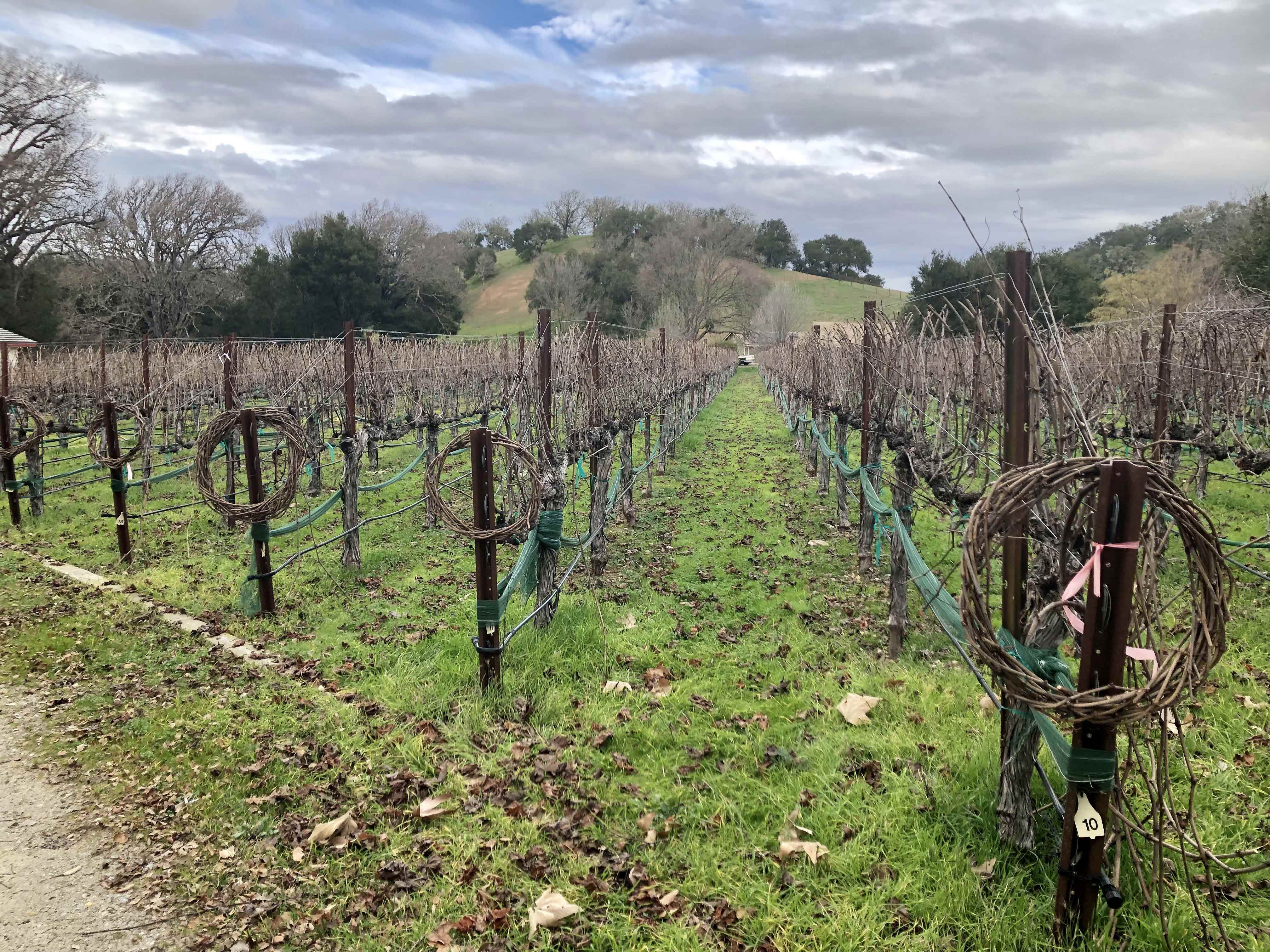 January 2022 in Kobra Vineyard