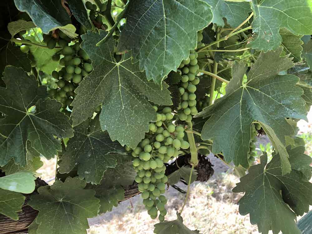 July in Kobra Vineyard