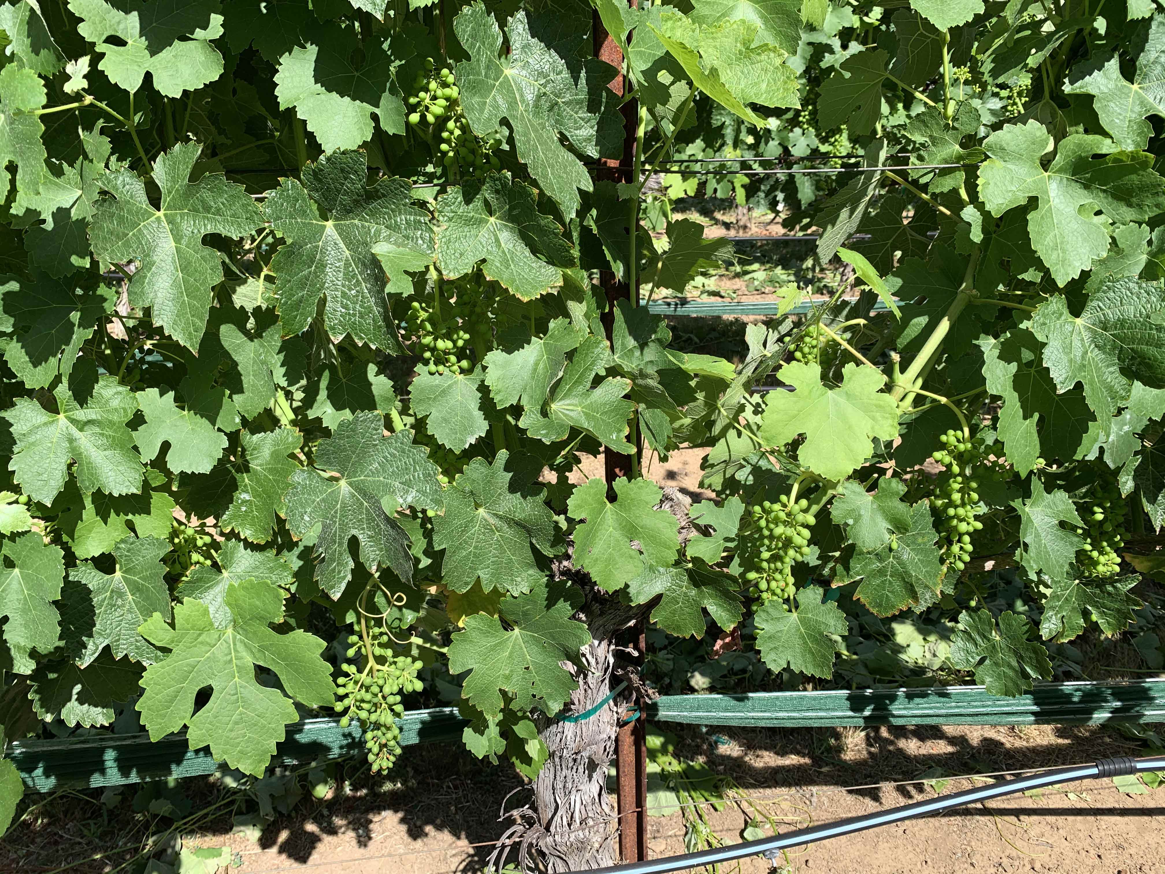 June 2020 in Kobra Vineyard