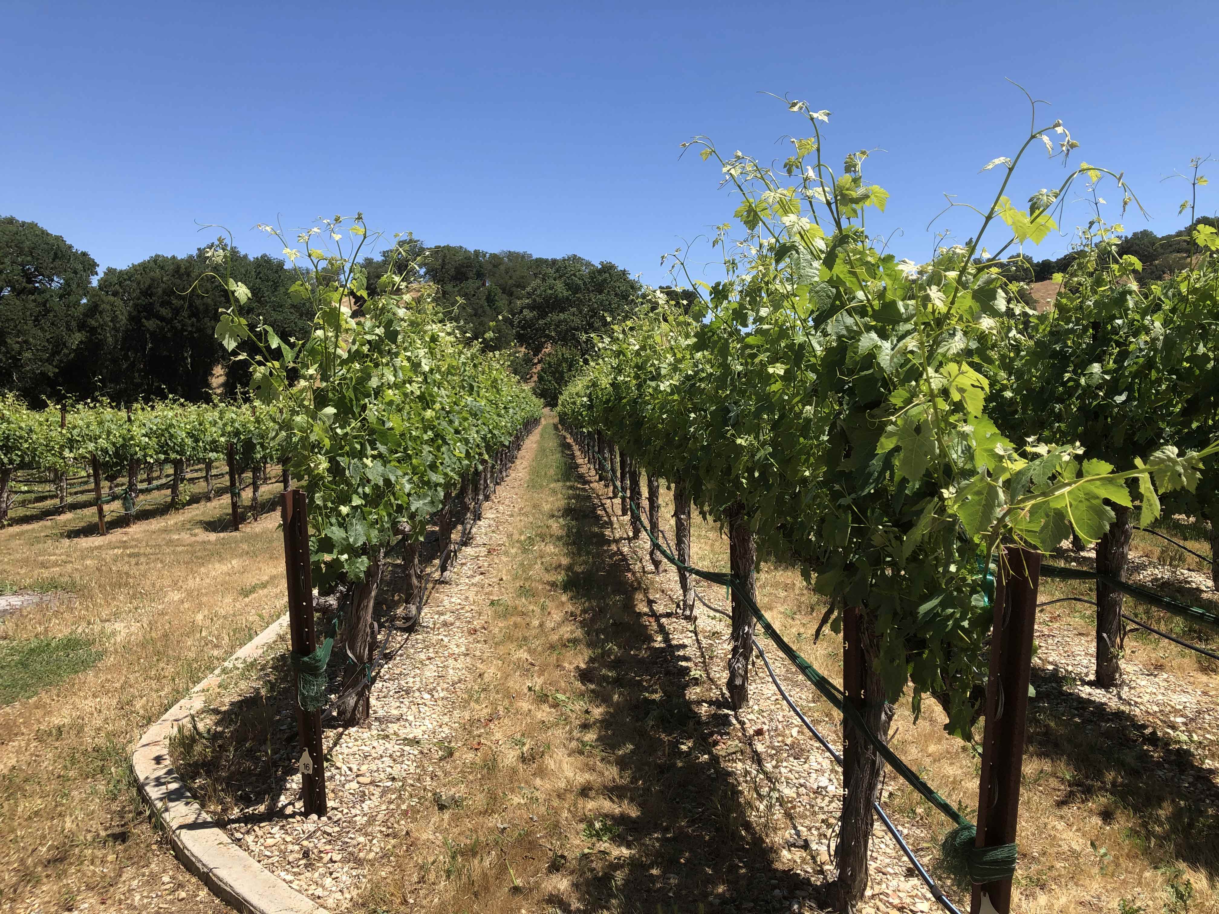 May 2020 in Kobra Vineyard